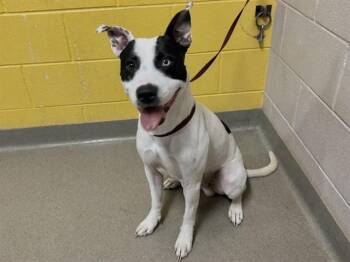 Pit Bull Terrier and Akita Dogs Available for Adoption in Colorado Springs, Colorado - EIGHTBALL | PetCurious