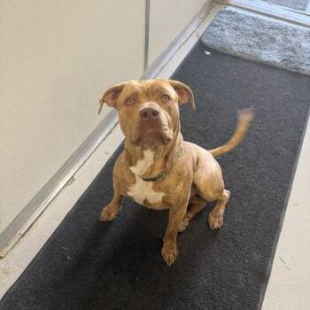 Staffordshire Bull Terrier Dogs Available for Adoption in Driggs, Idaho - Cache Man Red | PetCurious