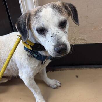 Terrier Dogs Available for Adoption in Chino Hills, California - Rory- City Of Industry Location | PetCurious