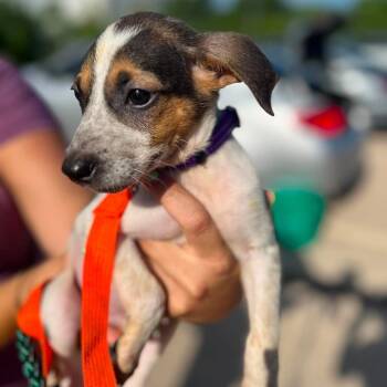 Riley -  Chihuahua and Mixed Breed Dog for Adoption in Campton Hills, Illinois - Riley | PetCurious