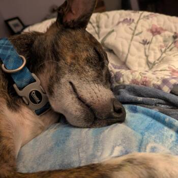 Boots D70225 -  Chihuahua Dog for Adoption in Minnetonka, Minnesota - Boots D70225 | PetCurious