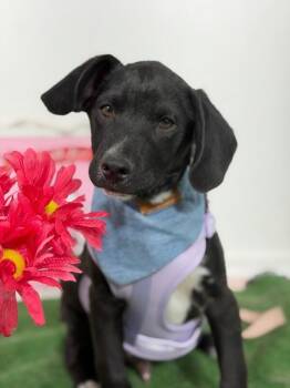 Robin Hood-One of our Amazing Rescue Dogs -  Black Labrador Retriever and Weimaraner Dog for Adoption in Carlsbad, California - Robin Hood-One Of Our Amazing Rescue Dogs | PetCurious