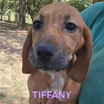 Tiffany -  Basset Hound Dog for Adoption in Williston, Vermont - Tiffany | PetCurious