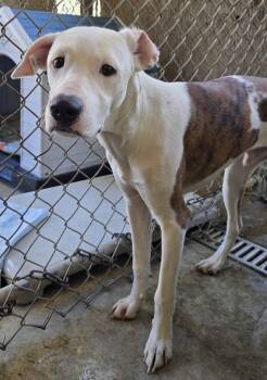 Rescue Greyhound and Mixed Breed Dogs for Adoption in Saint Clairsville, Ohio - Beetlejuice | PetCurious