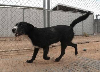 Gaspachio -  Border Collie and Terrier Dog for Adoption in San Tan Valley, Arizona - Gaspachio | PetCurious