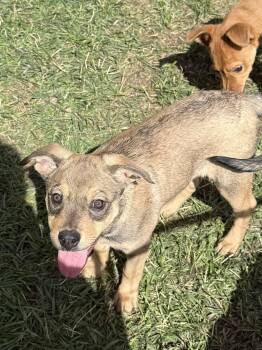 Rescue Shepherd Dogs for Adoption in Brookeville, Maryland - Jellybean | PetCurious