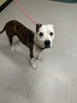 Pit Bull Terrier Dogs Available for Adoption - SUNNY | PetCurious