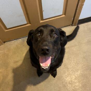 Rescue Labrador Retriever Dogs for Adoption in Lenexa, Kansas - Rocky | PetCurious