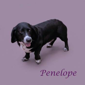 Basset Hound and Labrador Retriever Dogs Available for Adoption in Lebanon, Tennessee - Penelope D26-114 | PetCurious