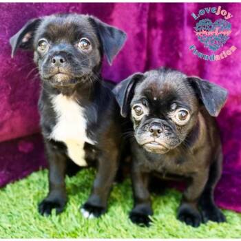 Spooky Litter -  Chihuahua and Pug Dog for Adoption in Inglewood, California - Spooky Litter | PetCurious