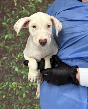 Rescue Terrier and Mixed Breed Dogs for Adoption in San Antonio, Texas - Santa Claus | PetCurious