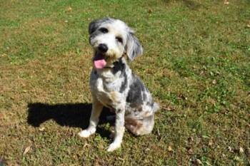 Bunker -  Australian Shepherd and Standard Poodle Dog for Adoption in Kansas City, Missouri - Bunker | PetCurious