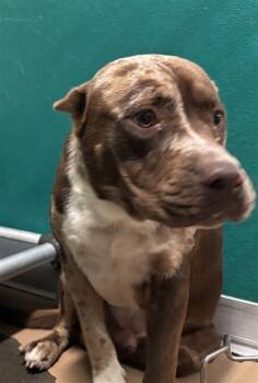 BONE-JOVI -  Staffordshire Bull Terrier Dog Available for Adoption in Texas City, Texas - BONE-JOVI | PetCurious