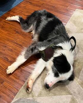 Border Collie Dogs Available for Adoption in Corona, California - Kia | PetCurious