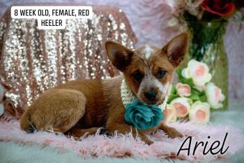 Ariel -  Australian Cattle Dog Blue Heeler Dog for Adoption in Sevierville, Tennessee - Ariel | PetCurious