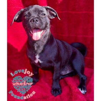 Sleepy -  Chug Dog for Adoption in Inglewood, California - Sleepy | PetCurious