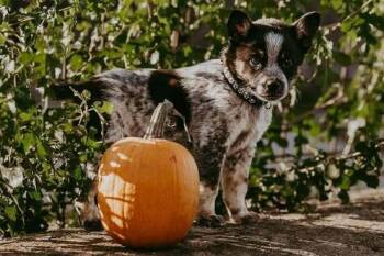 Musketeer -  Australian Cattle Dog Blue Heeler Dog for Adoption in Waunakee, Wisconsin - Musketeer | PetCurious