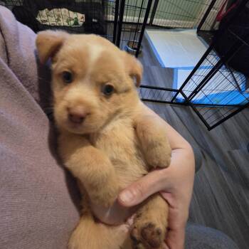Corgi and Chihuahua Dogs Available for Adoption in Plainfield, Illinois - Pumpkin | PetCurious