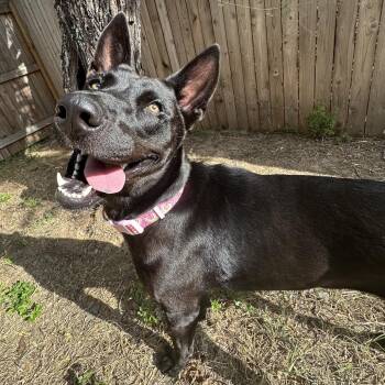 Belgian Shepherd Malinois and Shepherd Dogs Available for Adoption in Floresville, Texas - Ella | PetCurious