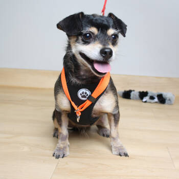 Rescue Chihuahua Dogs for Adoption in Minnetonka, Minnesota - Oscar De La Hoya D66734 | PetCurious