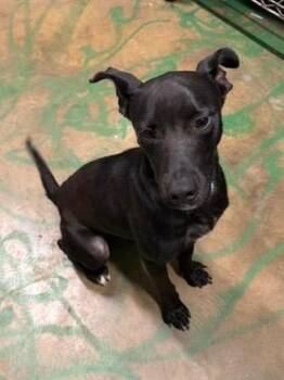 Boogie 26 -  Mixed Breed Dog for Adoption in Brookhaven, Mississippi - Boogie 26 | PetCurious