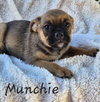 Pug Dogs Available for Adoption in Phelan, California - Munchie | PetCurious