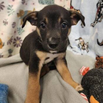 Nox -  Shepherd and Mixed Breed Dog for Adoption in Bend, Oregon - Nox | PetCurious