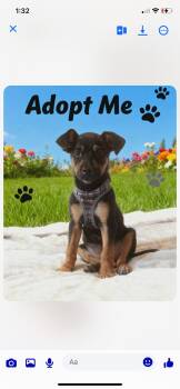 Miniature Pinscher and Shepherd Dogs Available for Adoption - Roxanne | PetCurious