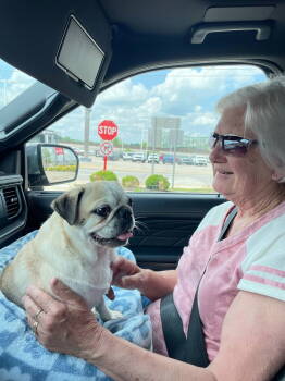 Rescue Pug Dogs for Adoption in Elizabethtown, Pennsylvania - Louis | PetCurious