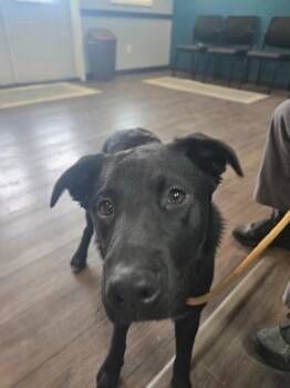 Cash -  Labrador Retriever Dog for Adoption in Greencastle, Indiana - Cash | PetCurious