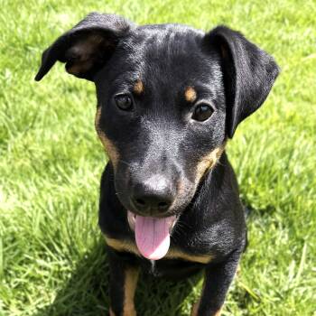 Kiki -  Rottweiler Dog for Adoption in Rollingwood, Texas - Kiki | PetCurious