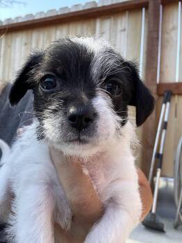 LACEY -  Chihuahua and Miniature Poodle Dog for Adoption in Atascadero, California - LACEY | PetCurious