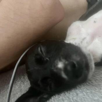 Collin - Costa Mesa Location *Available 8/12* -  Terrier and Chihuahua Dog for Adoption in Chino Hills, California - Collin - Costa Mesa Location *Available 8/12* | PetCurious