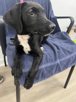 Blueberry -  Labrador Retriever Dog for Adoption in Cambridge, Maryland - Blueberry | PetCurious