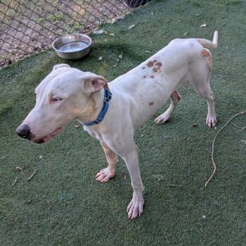 Catahoula Leopard Dog Dogs Available for Adoption in Lakeland, Florida - Seymour | PetCurious
