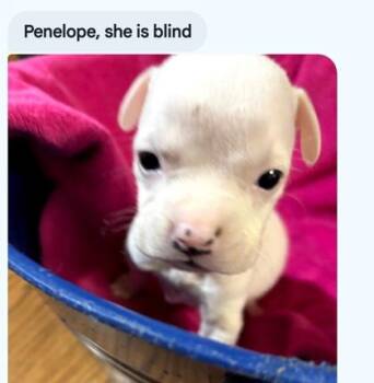 Penelope -  Boxer and Mixed Breed Dog for Adoption in West Memphis, Arkansas - Penelope | PetCurious