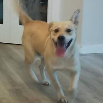 Yellow Labrador Retriever and Labrador Retriever Dogs Available for Adoption in Liverpool, Texas - Jack | PetCurious