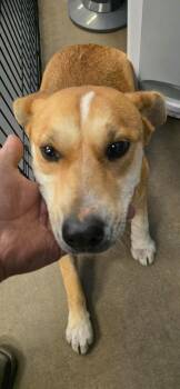 Mixed Breed Dogs Available for Adoption - Zora | PetCurious