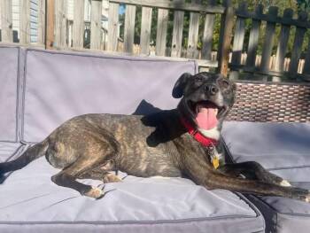 Luca -  Mixed Breed Dog for Adoption in New Albany, Ohio - Luca | PetCurious