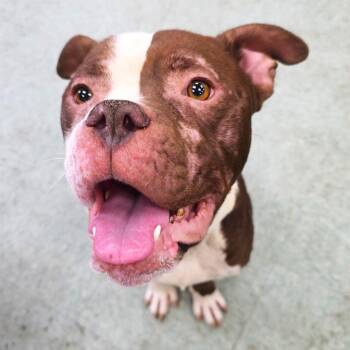 Gary -  Boxer Dog for Adoption in Michigan City, Indiana - Gary | PetCurious