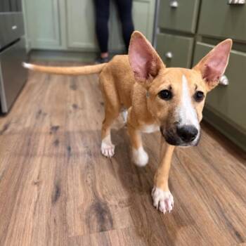 v -  Pit Bull Terrier and German Shepherd Dog Dog for Adoption in Friendswood, Texas - V | PetCurious
