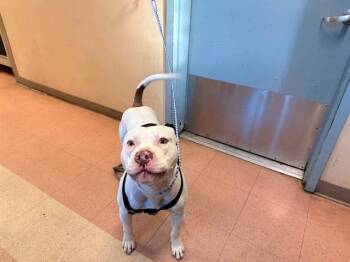 SPENCER -  Pit Bull Terrier Dog for Adoption in San Jose, California - SPENCER | PetCurious