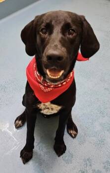 Rescue Labrador Retriever and Mixed Breed Dogs for Adoption in Columbia, South Carolina - Coal | PetCurious