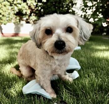 Maltese and Poodle Dogs Available for Adoption - Stella-2yo 12lb Girl | PetCurious