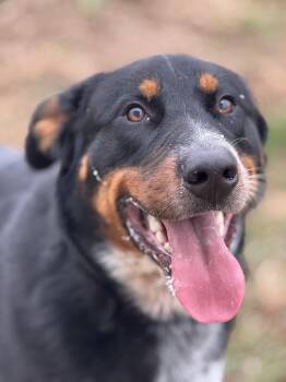 Rescue Mixed Breed Dogs for Adoption in Logan, Ohio - Bubba | PetCurious