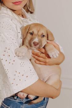 Shepherd and Mixed Breed Dogs Available for Adoption - Pepper | PetCurious