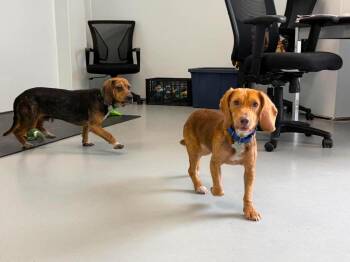 Waylon -  Beagle and Mixed Breed Dog for Adoption in Raleigh, North Carolina - Waylon | PetCurious