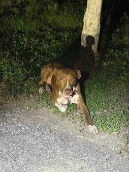 BRIDGET -  American Staffordshire Terrier Dog for Adoption in San Antonio, Texas - BRIDGET | PetCurious