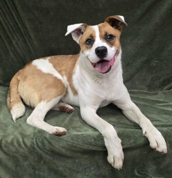 Mixed Breed Dogs Available for Adoption in Frankfort, Indiana - Christo | PetCurious