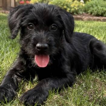 Finn -  Labradoodle Dog for Adoption in Georgetown, Texas - Finn | PetCurious